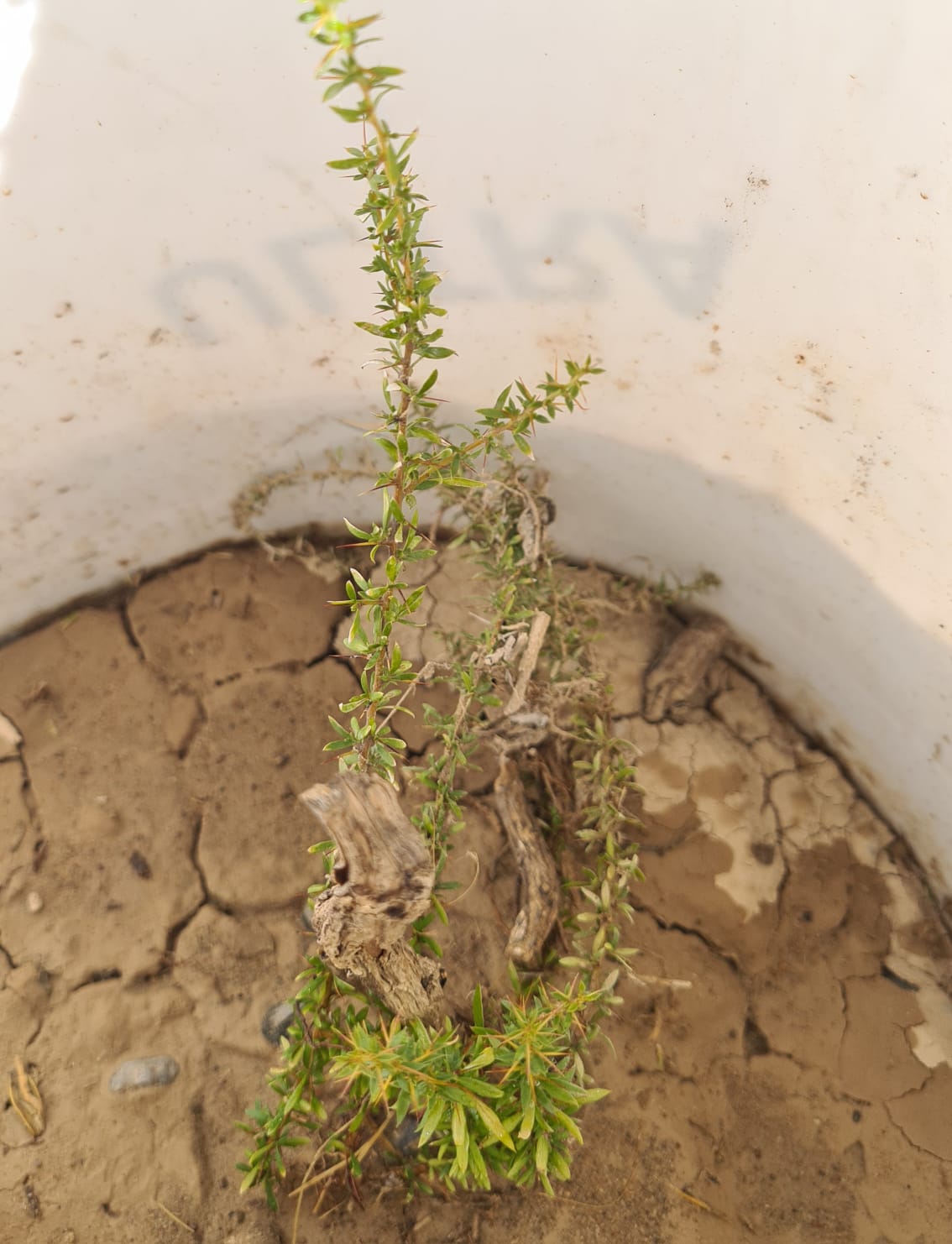 WhatsApp Image 2025-12-14 at 19.07.29